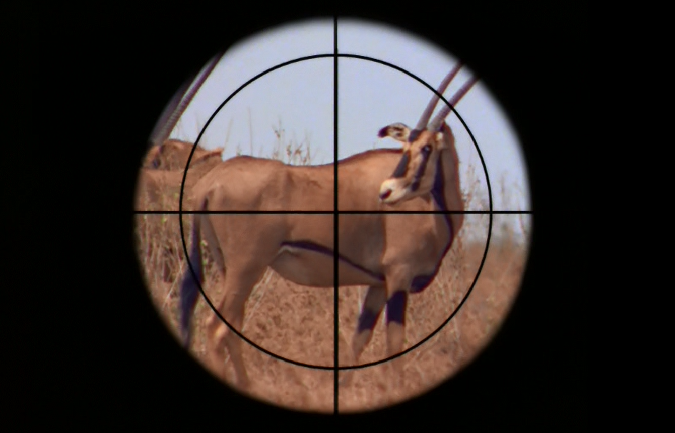 Oryx with a bullseye